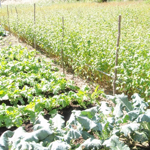 *【周辺】自家畑で育てた野菜を使って、手作り料理の数々をご用意します。