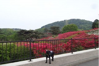 小室山公園つつじ