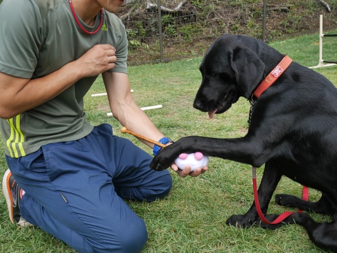 看板犬　すず