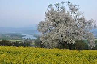 飯山市菜の花公園の桜と菜の花