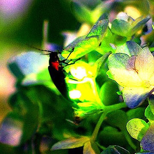 【观赏萤火虫】6月下旬～7月上旬，车程约15分钟
