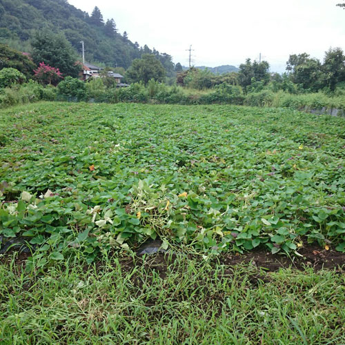 直営農場『秩父ふるさと村』で育てている野菜たち
