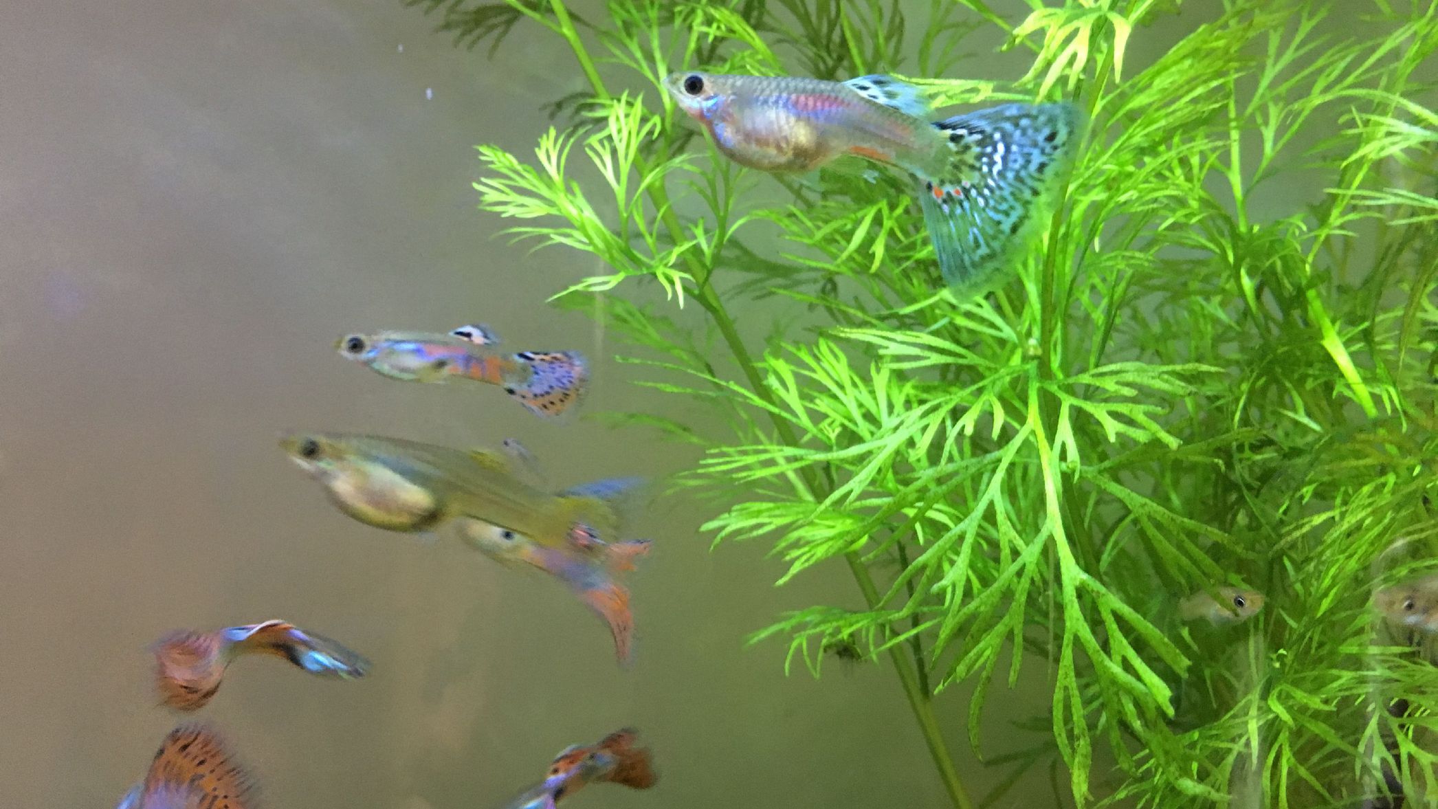 ペンション ブルーリボン 格安予約 宿泊プラン料金比較 トラベルコ ペンション ブルーリボン 格安予約 宿泊プラン料金比較 トラベルコ