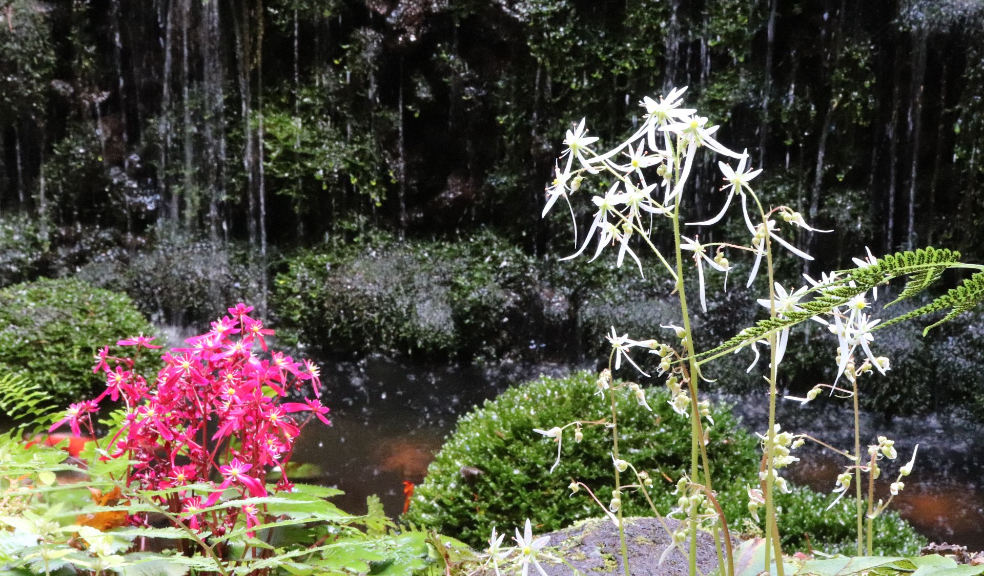 ダイモンジソウが紅白で。