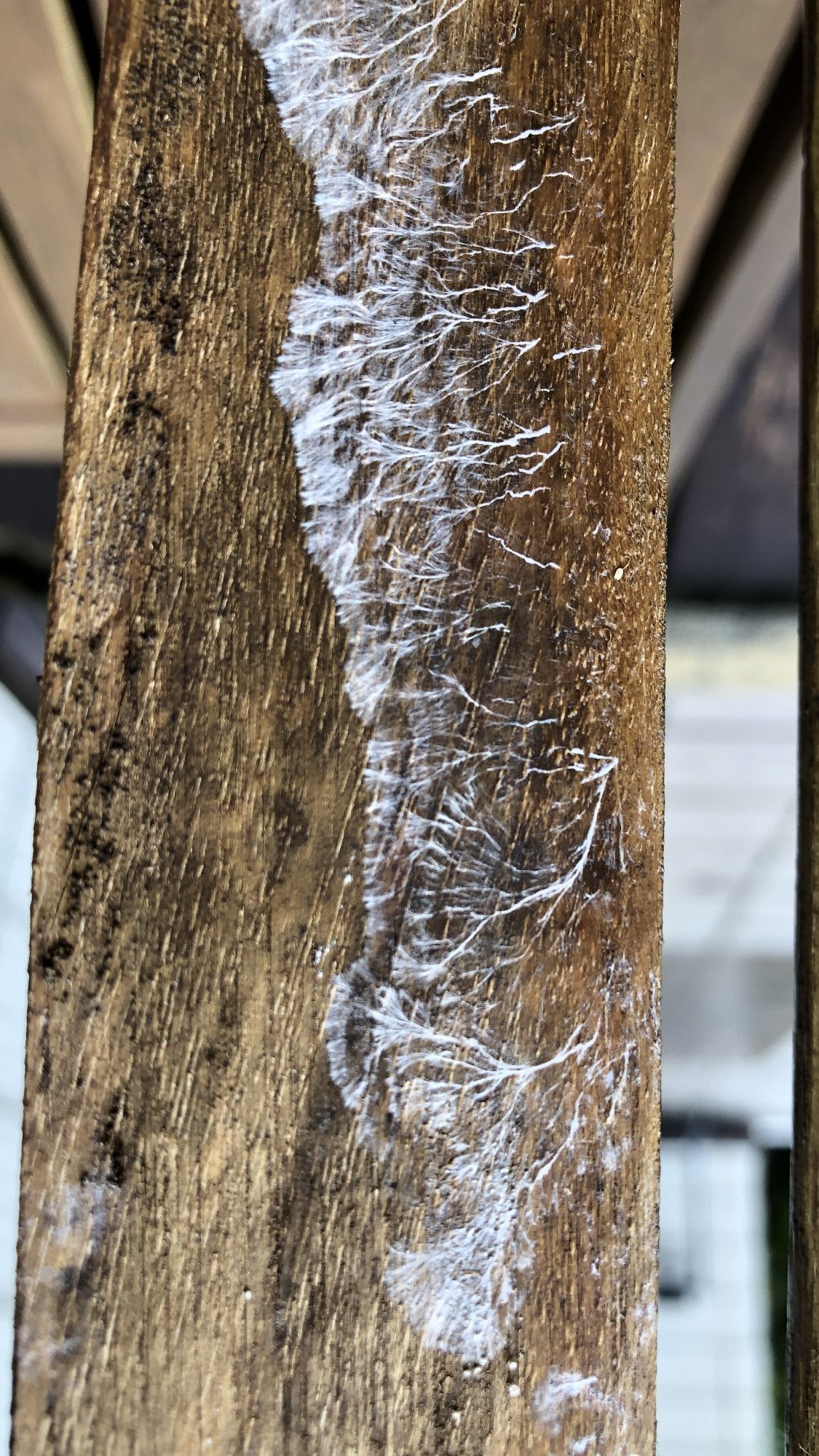 扇型に広がりながら餌を捕食して移動するそうです。