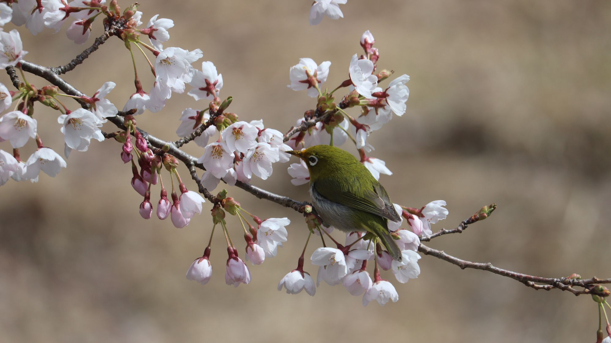 メジロと桜。お部屋の窓から見られます。