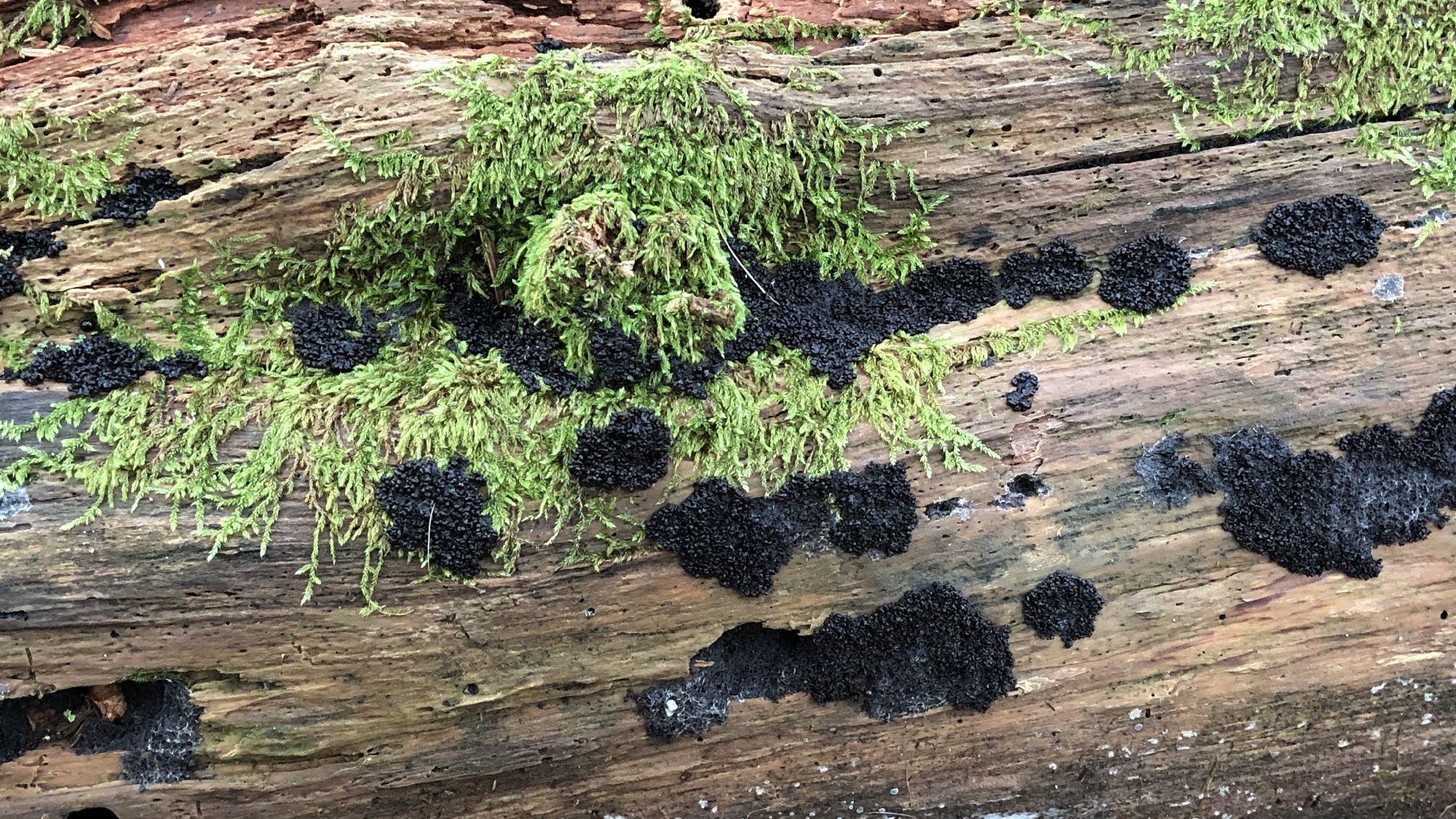 真っ黒なものもあります。