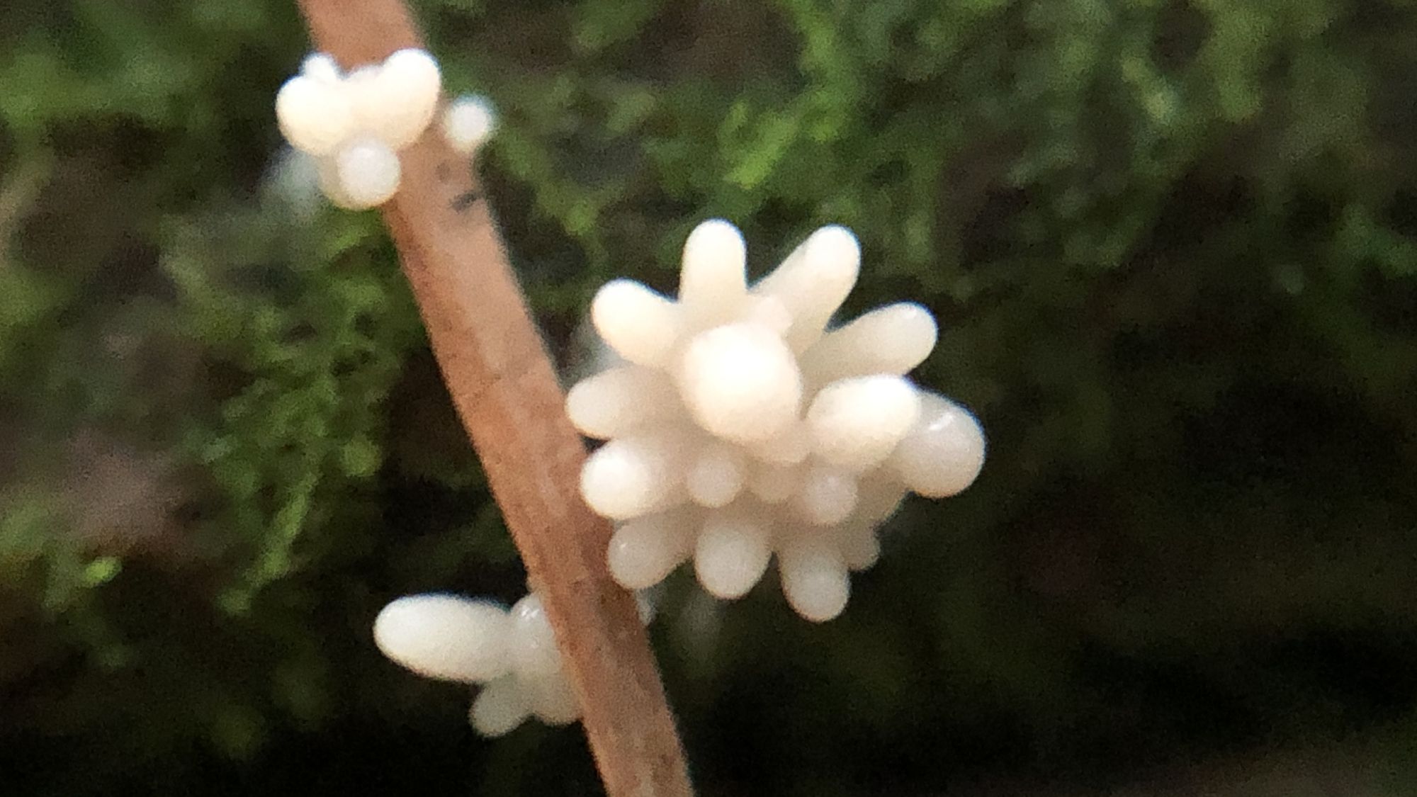 コンペイトウみたい。