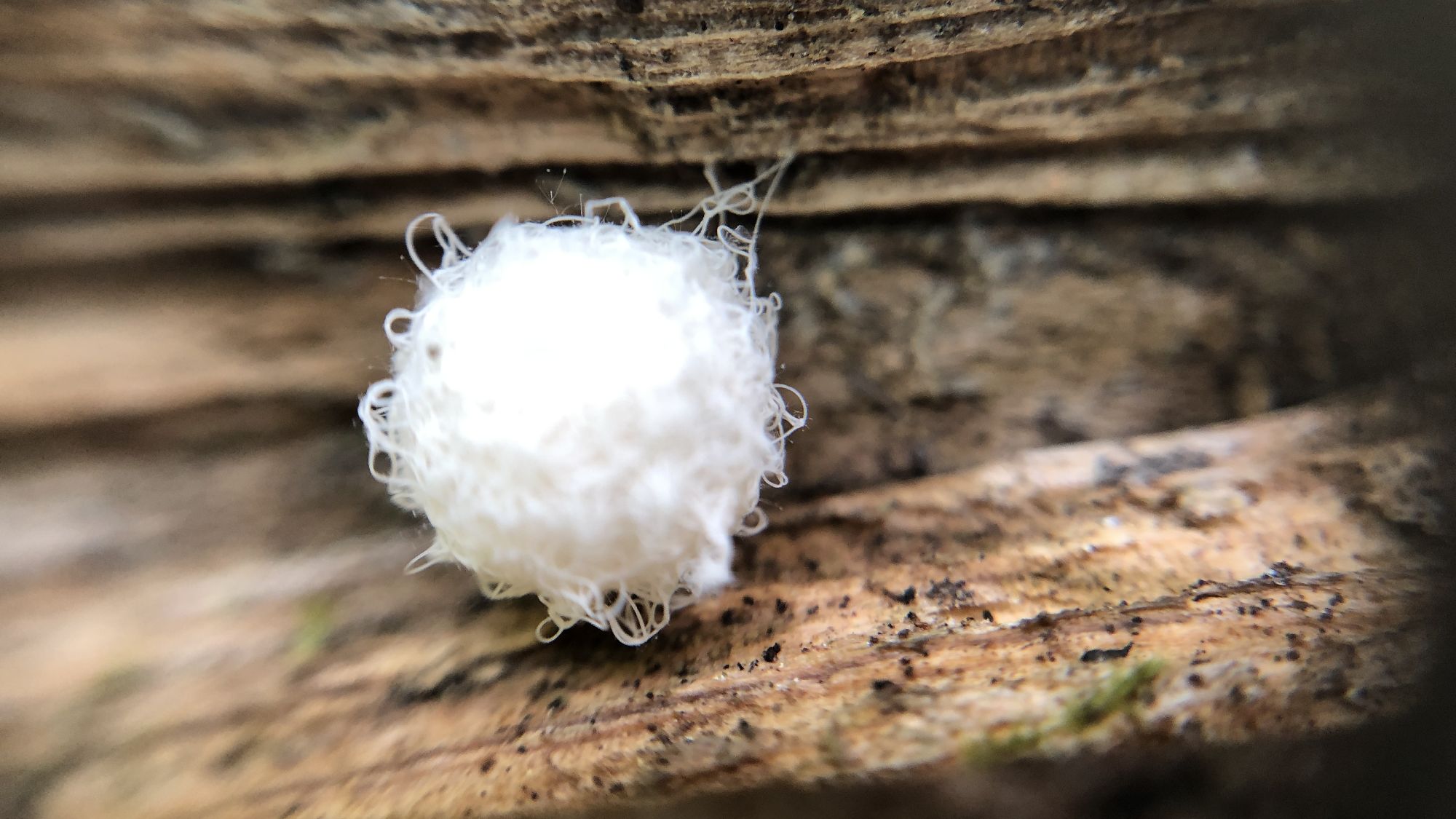 糸くずを丸めたみたいで、何でしょう。