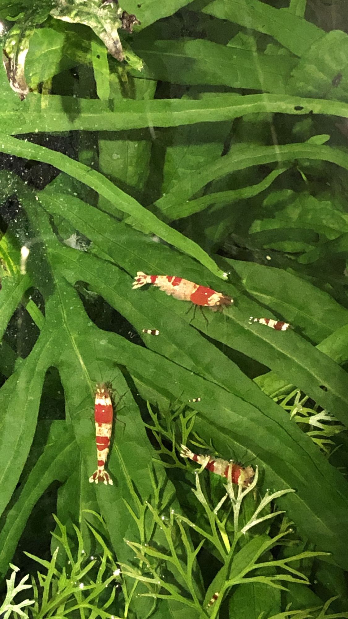 しましま模様がミツバチに似ているビーシュリンプ。