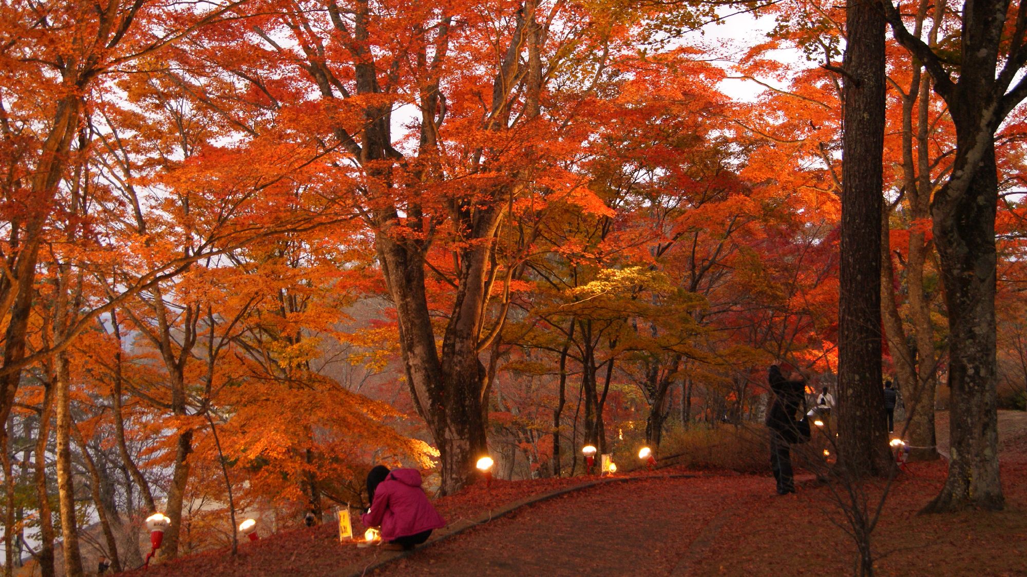 自然林の紅葉祭り。