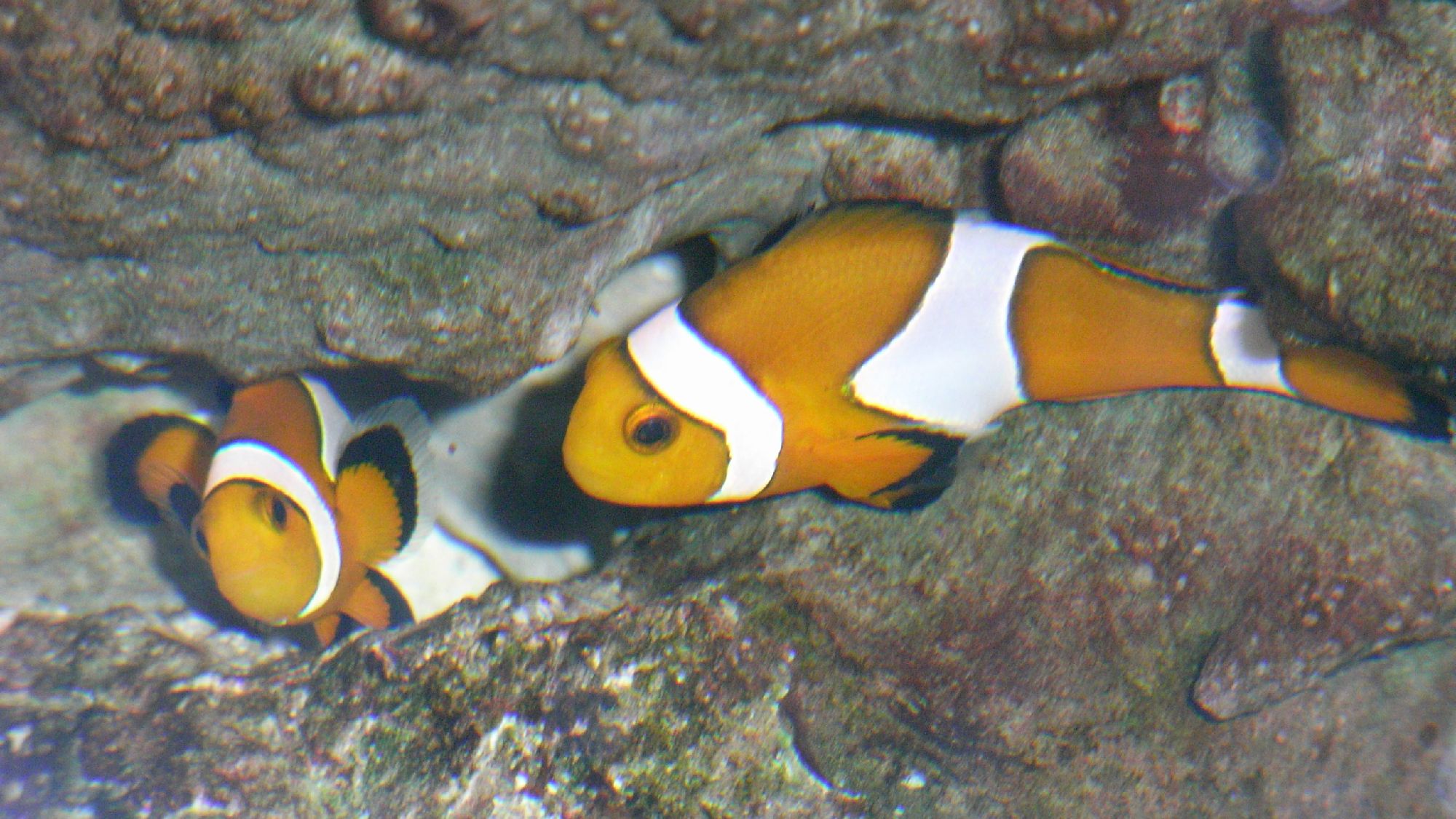 仲良しのニモのペアは年に数回産卵します。