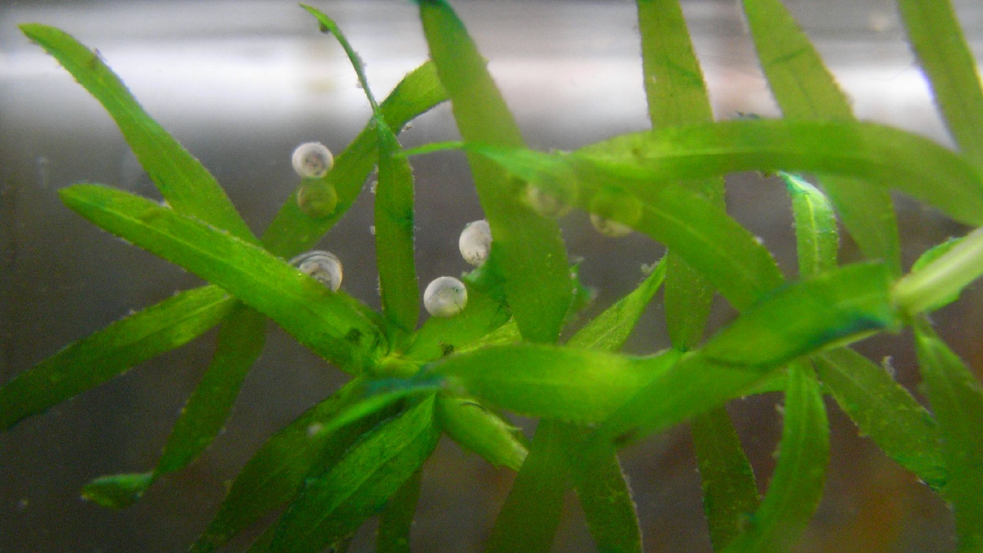 水草に産み付けられたコリドラスの卵。