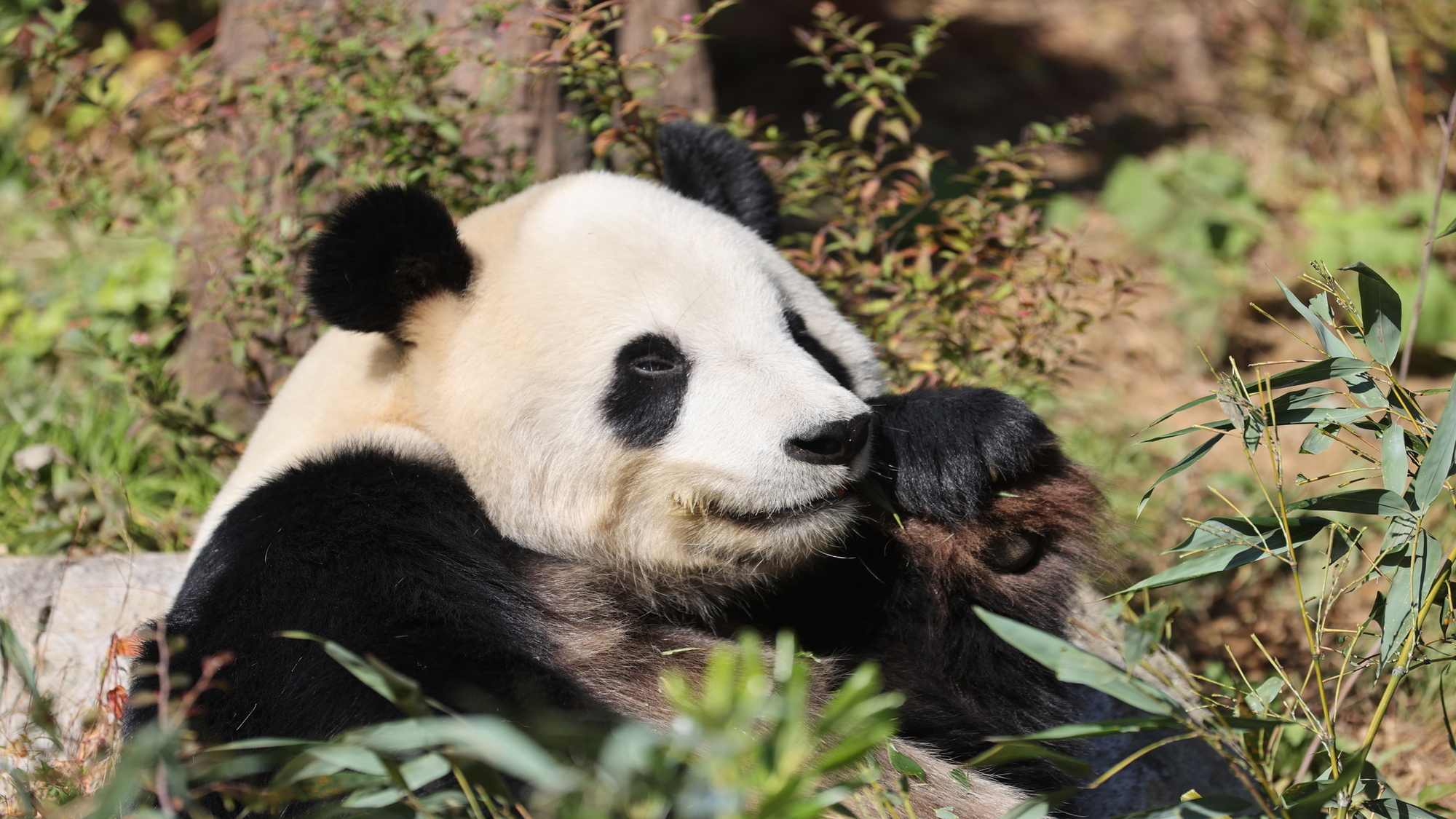 上野動物園　当館より徒歩5分