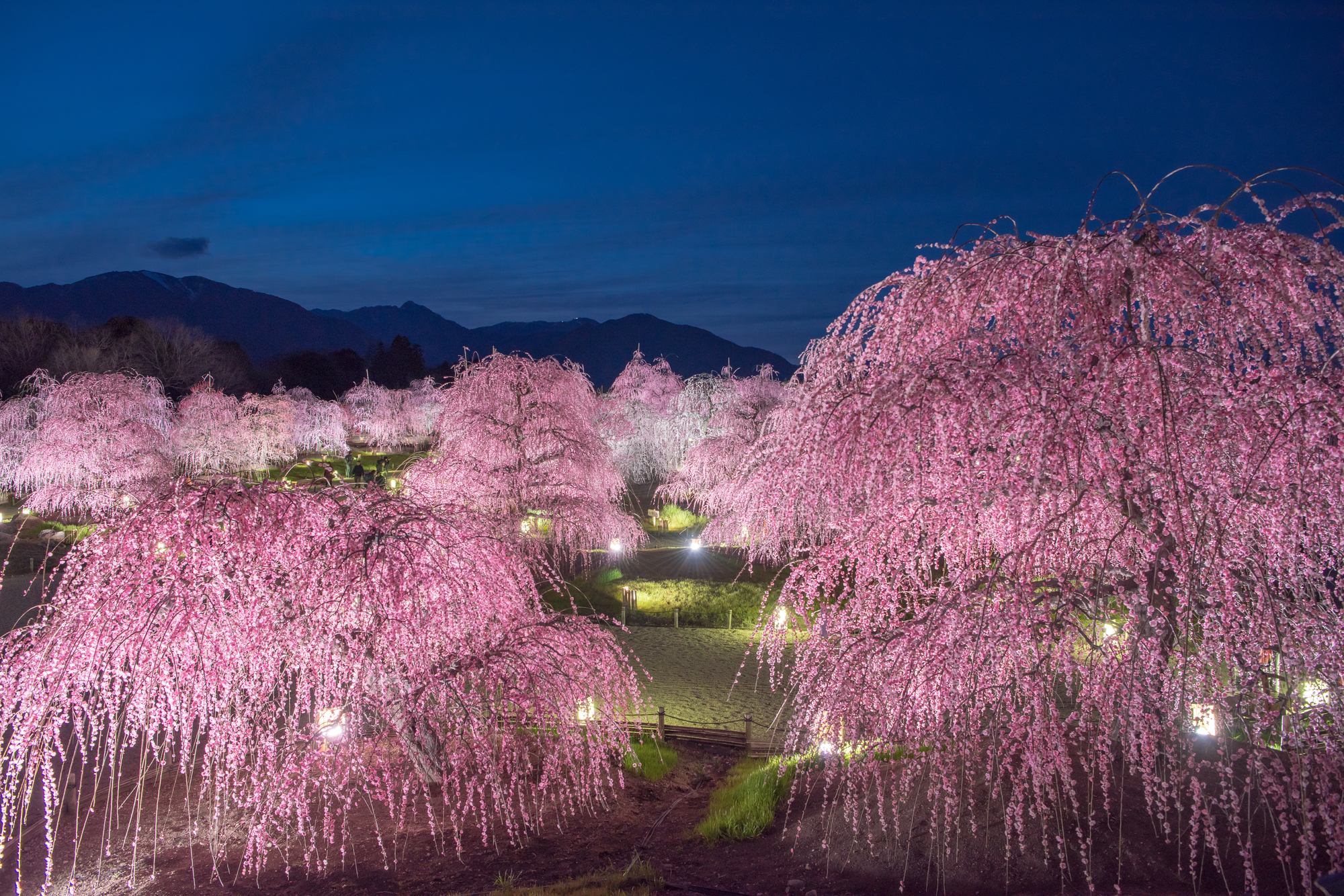 【当館から車で約23分】しだれ梅と桜の名所で、特に春のライトアップは幻想的「鈴鹿の森庭園」