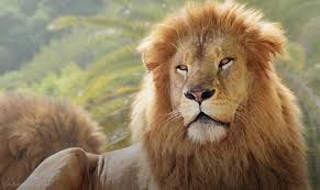 アドベンチャーワールド（ライオン）