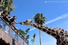 アドベンチャーワールド（キリン）