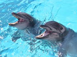 アドベンチャーワールド（イルカ）