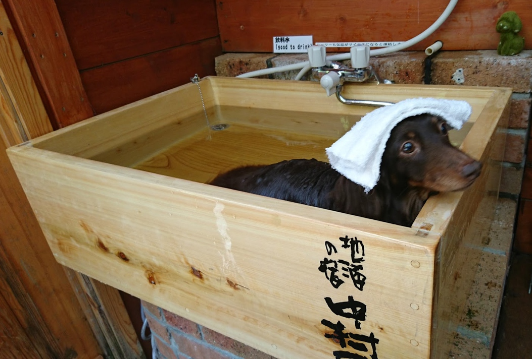 【ワンチャンと一緒】素泊まりでお安く滞在！！貸切露天は無料です！！