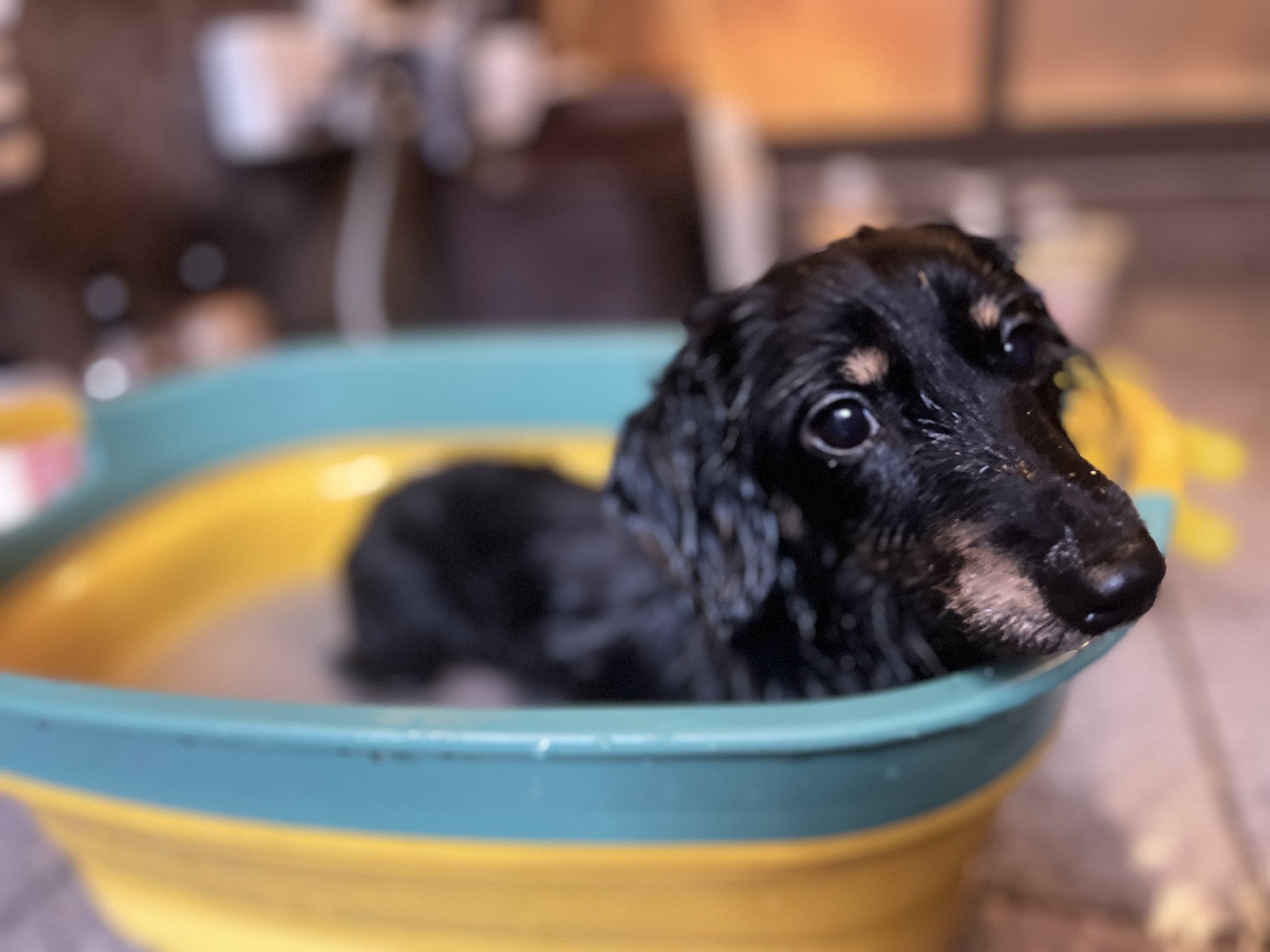 風呂に浸かるテテ