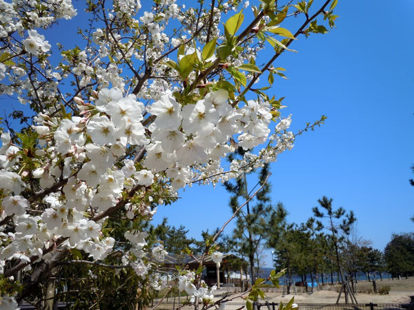 旅にぴったりな季節♪春早得☆穏やかな海の景色と旬のメニューを満喫！【早期割28】限定3室