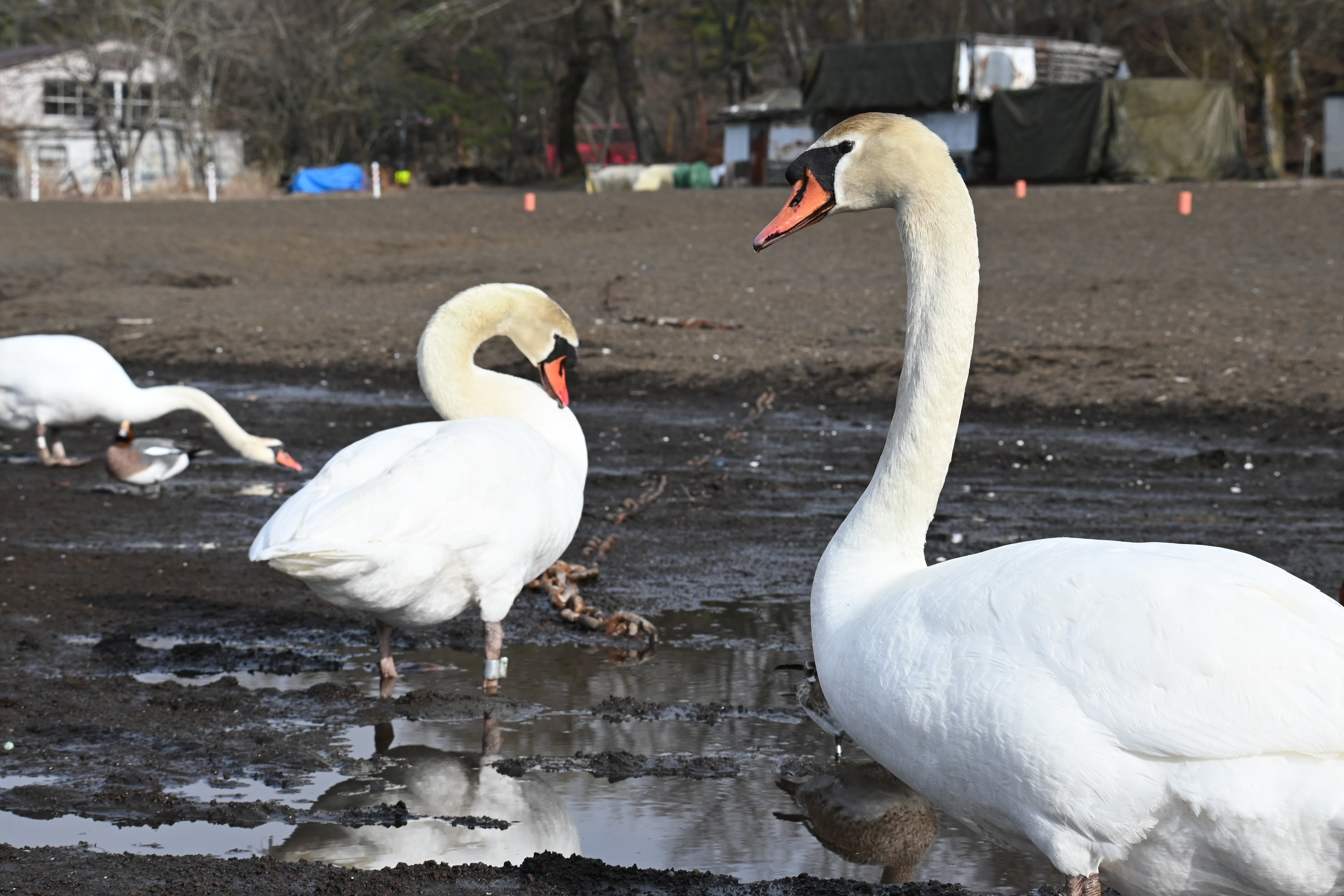 山中湖の象徴として親しまれている「白鳥」