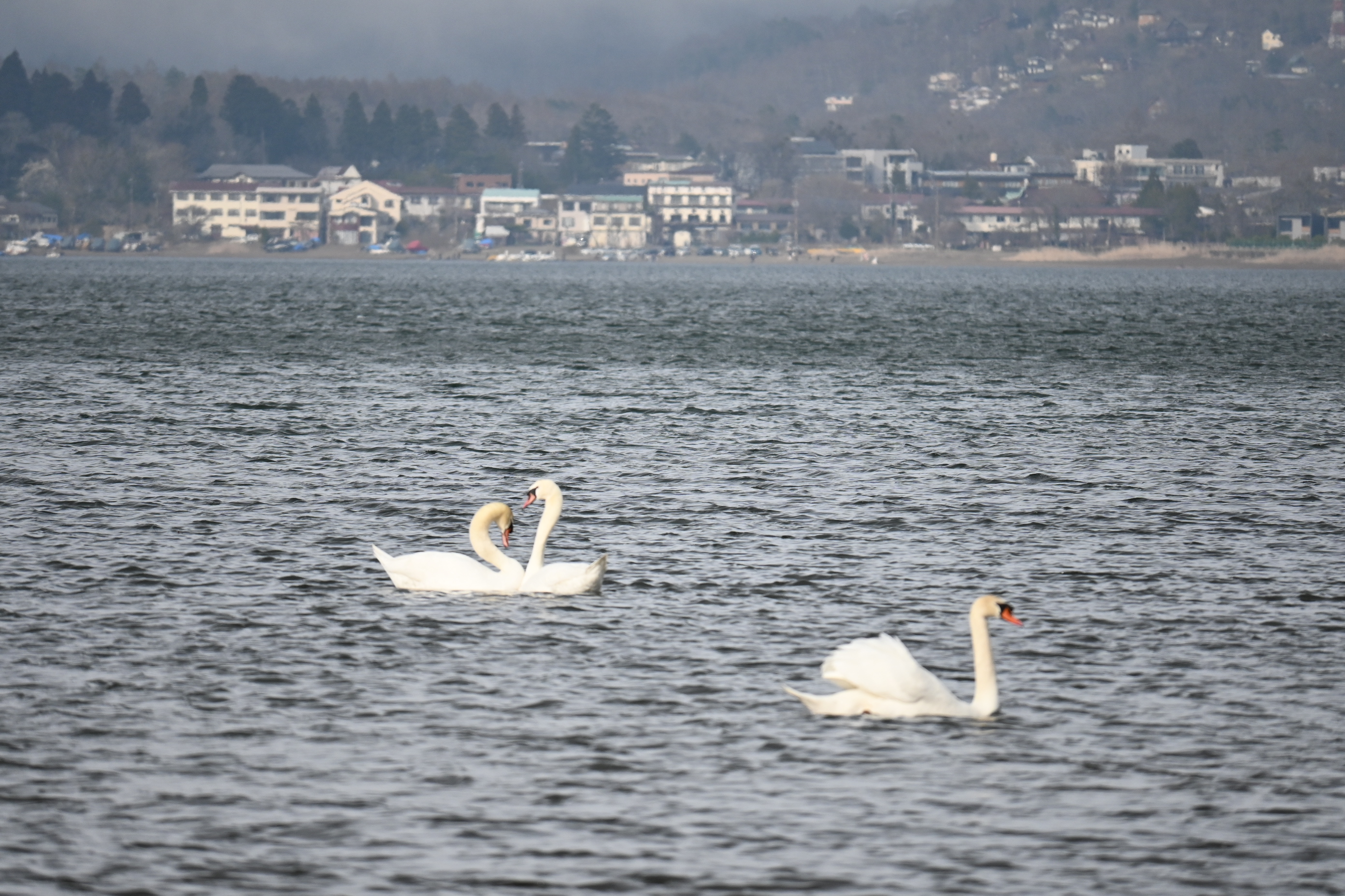 山中湖の象徴として親しまれている「白鳥」