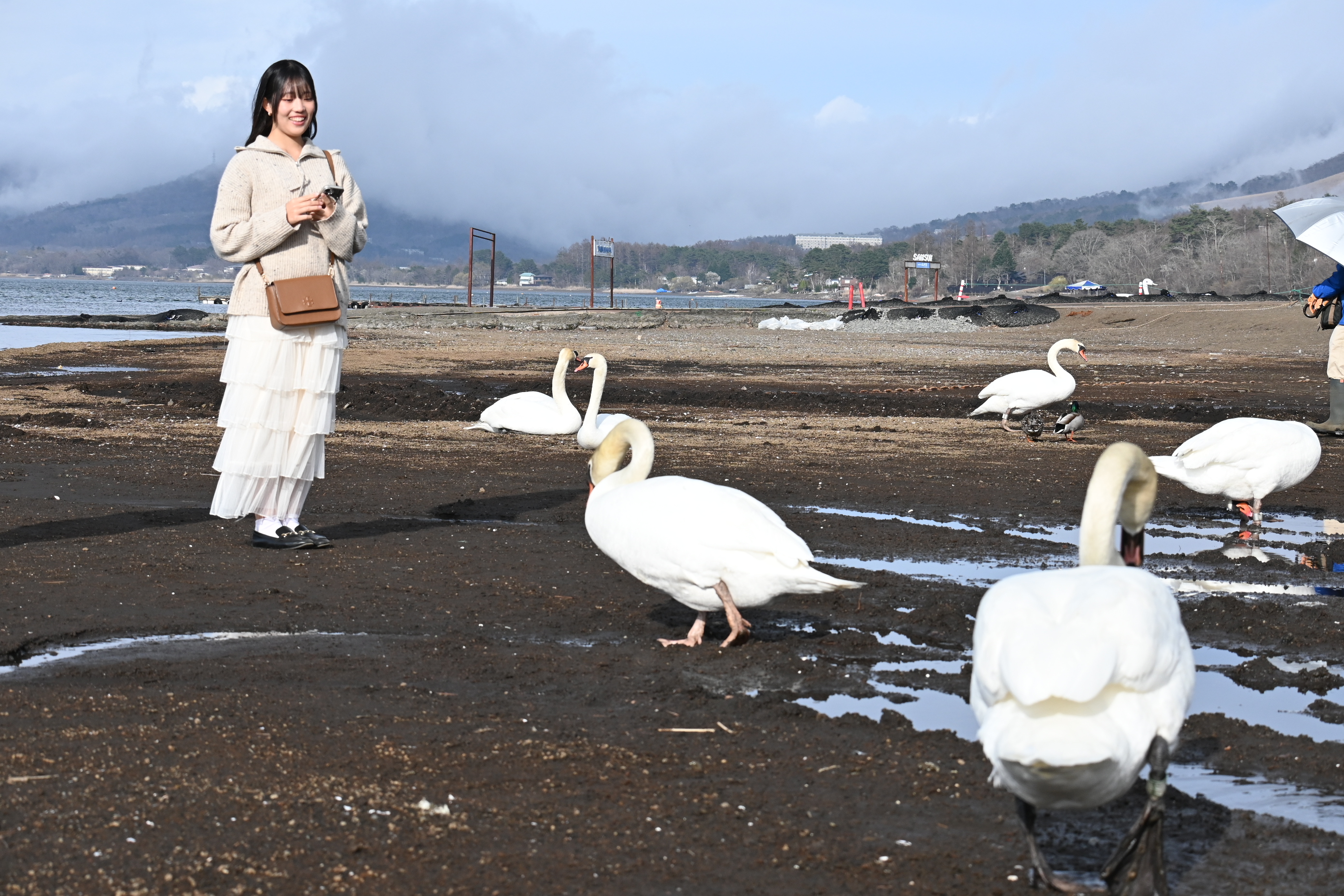 山中湖の象徴として親しまれている「白鳥」