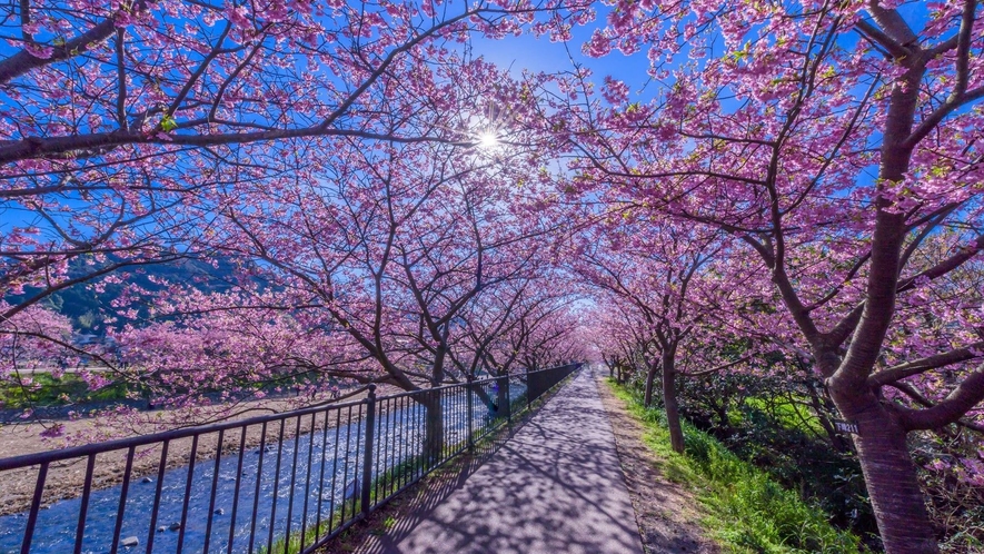 満開の河津桜のトンネルをお散歩♪