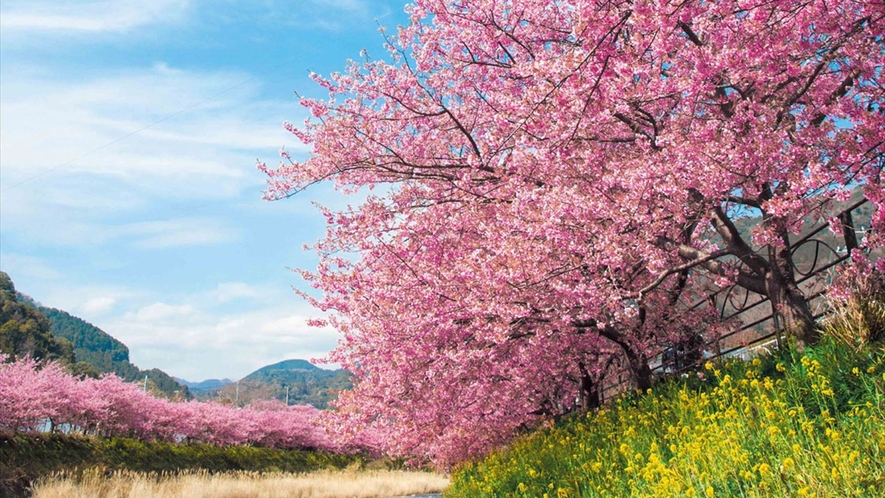 桜のピンクと菜の花の黄色と青空のコントラストが美しい