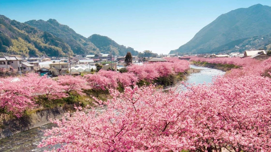 桜のピンクと菜の花の黄色と青空のコントラストが美しい