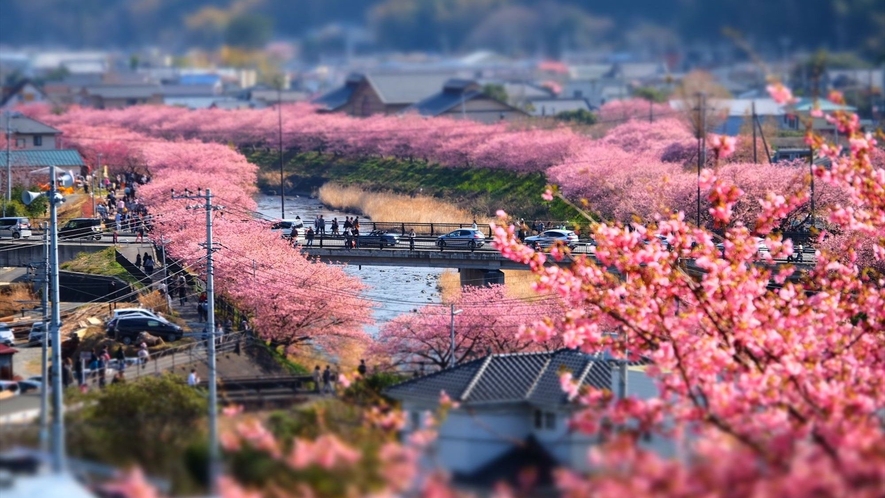 早咲き、長咲きで有名な「河津桜」