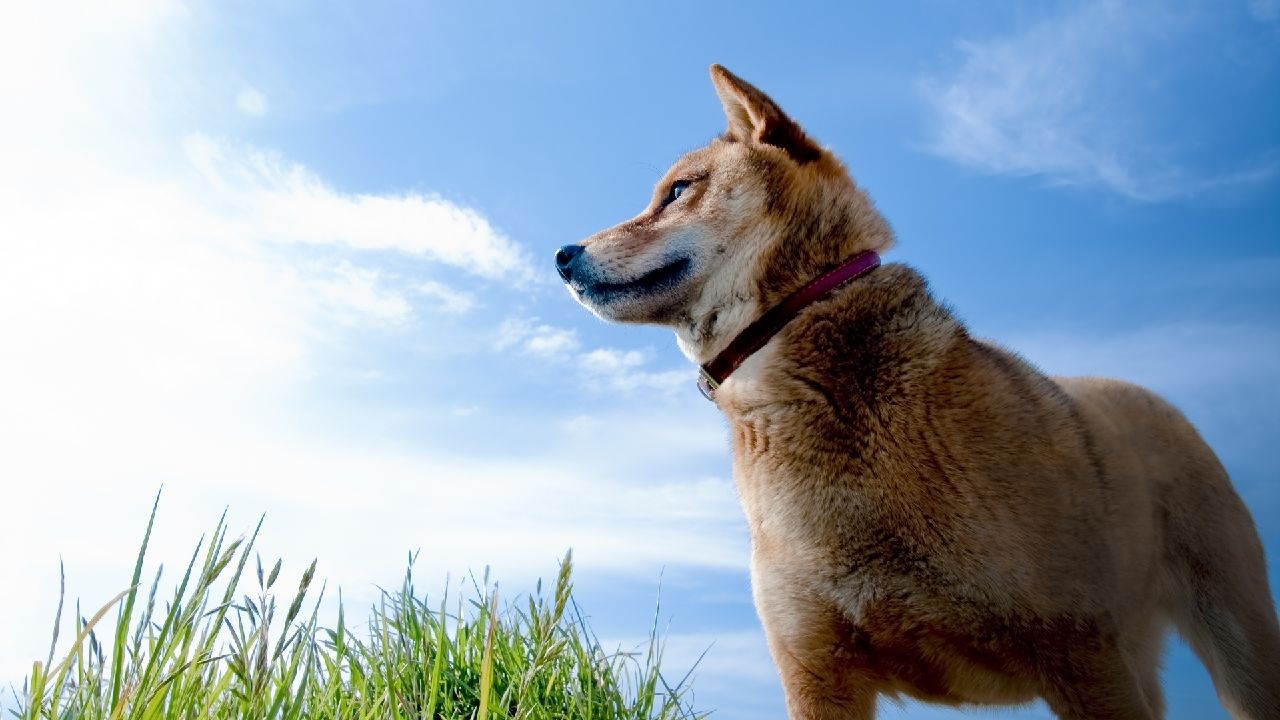 【愛犬・愛猫と宿泊】都内−5℃の涼しい高原｜施設内ドッグラン有＜夕食のみ部屋食／ブッフェ弁当＞