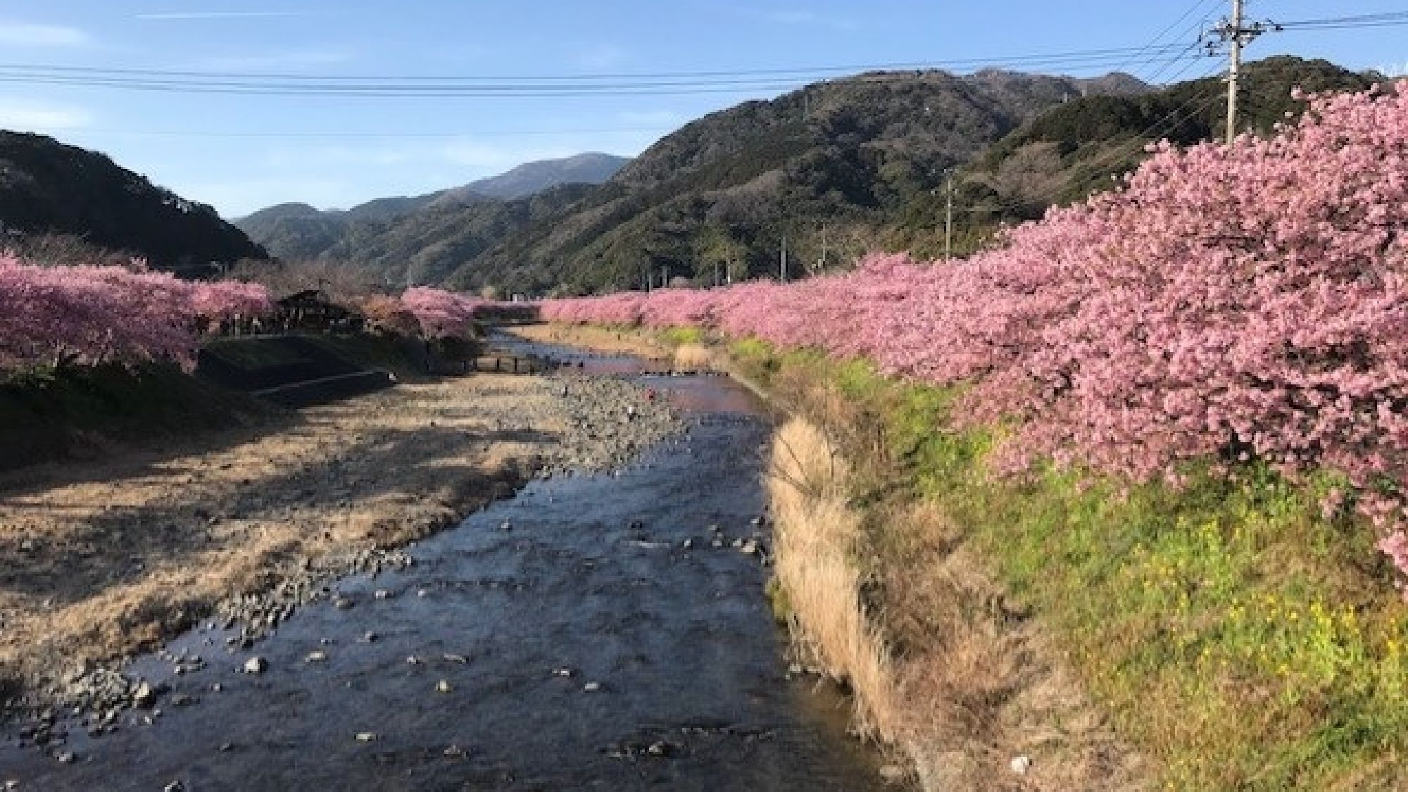 【周辺観光】河津桜／春の訪れを告げる早咲き桜
