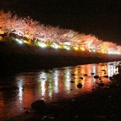 ライトアップされた河津桜