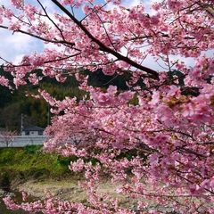 2019年　2/10～3/10＊河津桜まつり