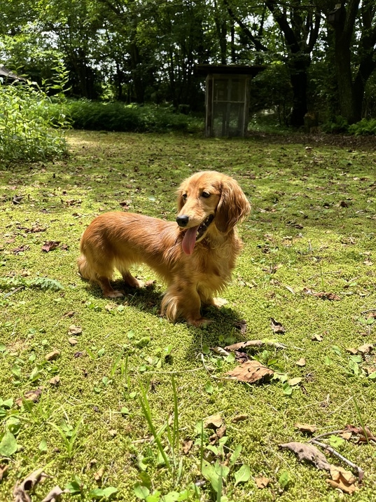 【１泊２食付き】じっくり煮込んだトロトロビーフシチューが人気♪小型犬も大歓迎♪