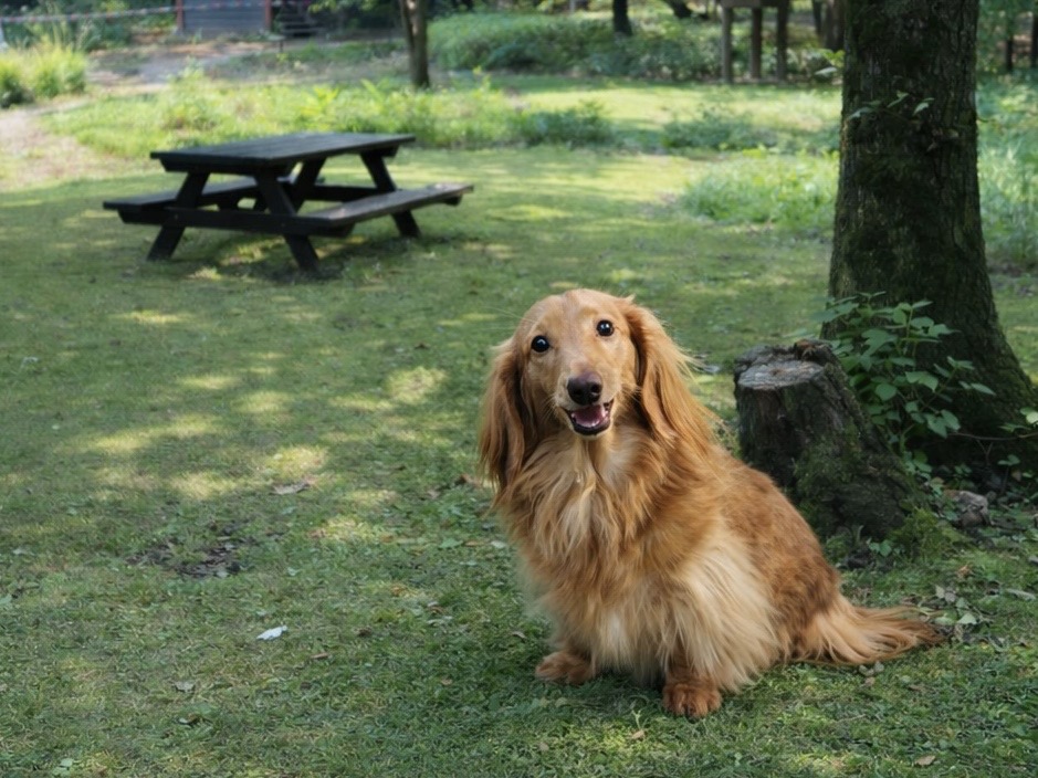 もみの木の裏庭でお散歩