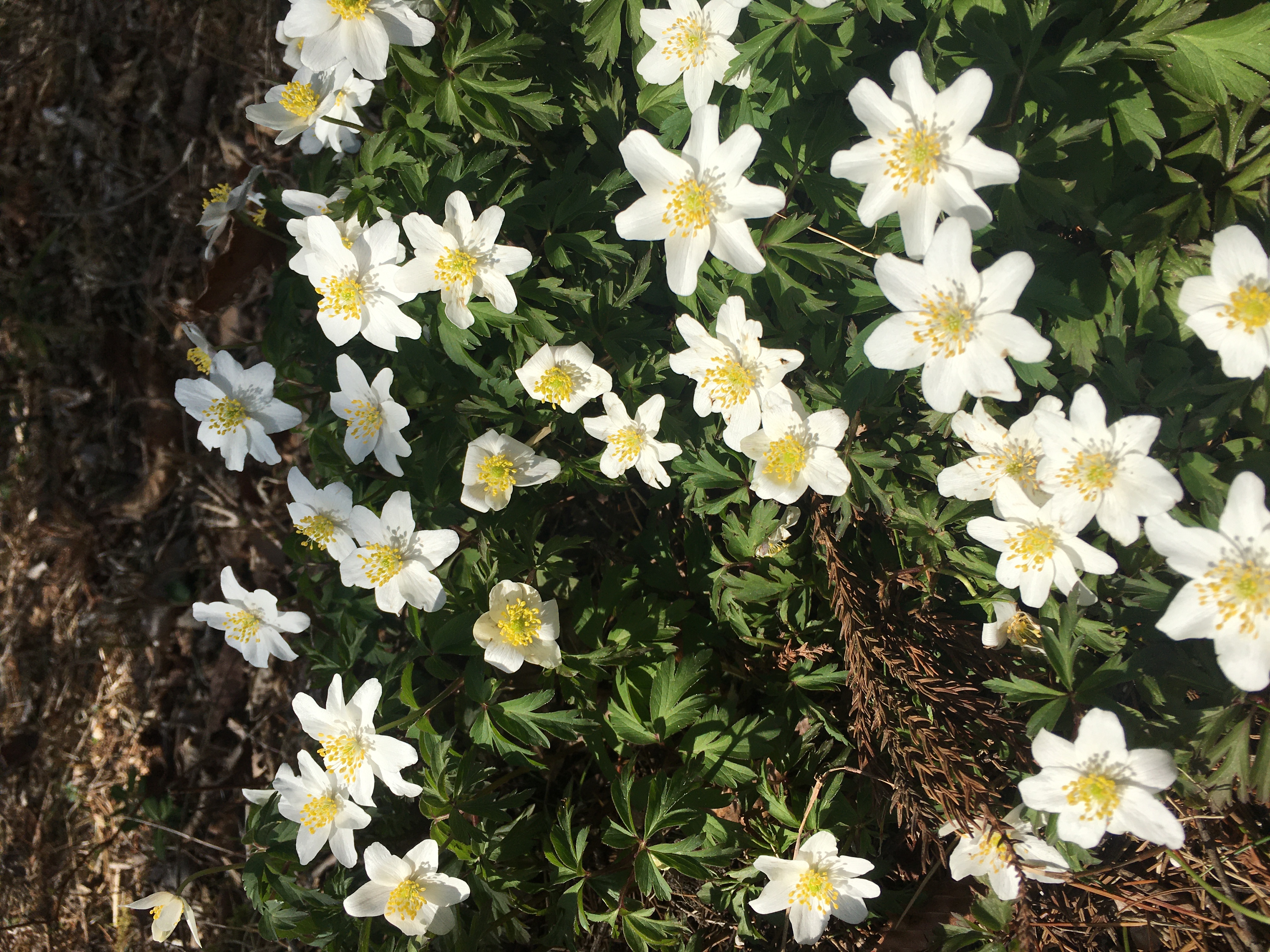 庭にはかわいいお花が沢山咲きます