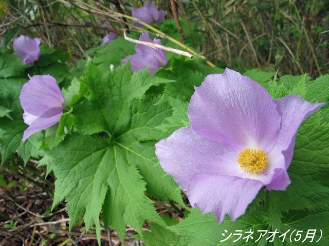 【素泊り】高原のミズナラの森のお宿・素泊りプラン