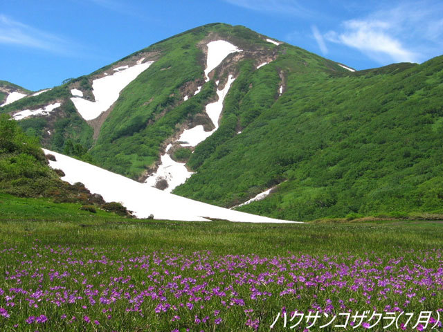 日内山与白山小樱