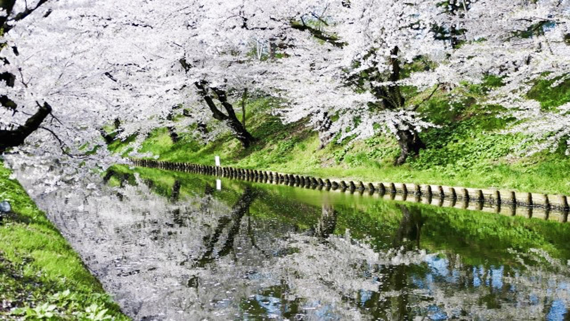 ◆事前カード専用プラン◆【東北の桜】青森・春の風物詩♪弘前さくらまつり朝食付プラン