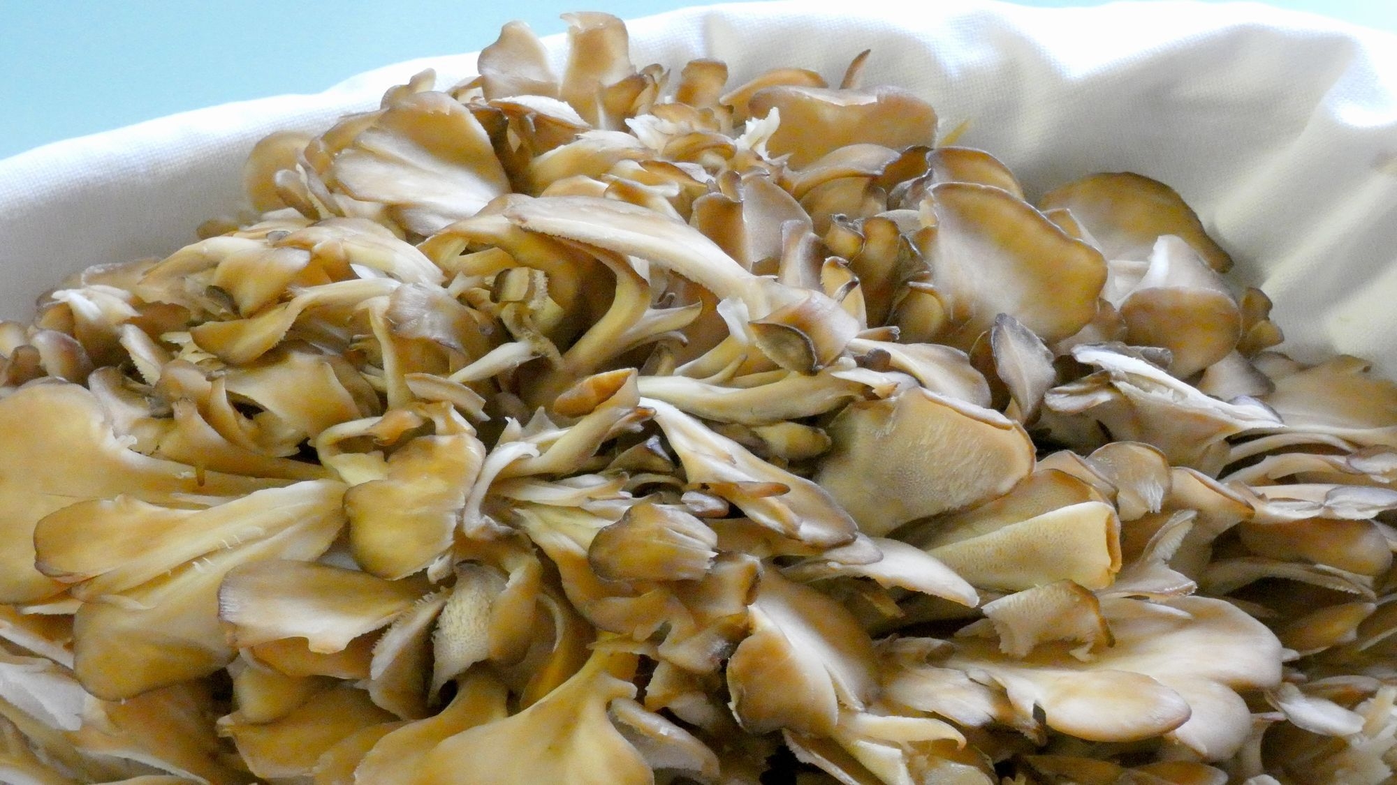 【舞茸三昧】みなかみ産ブランド舞茸で作る｛舞茸土瓶蒸し・舞茸春巻・舞茸ごはん｝付秋限定プラン