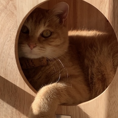 穴から【きいろ】