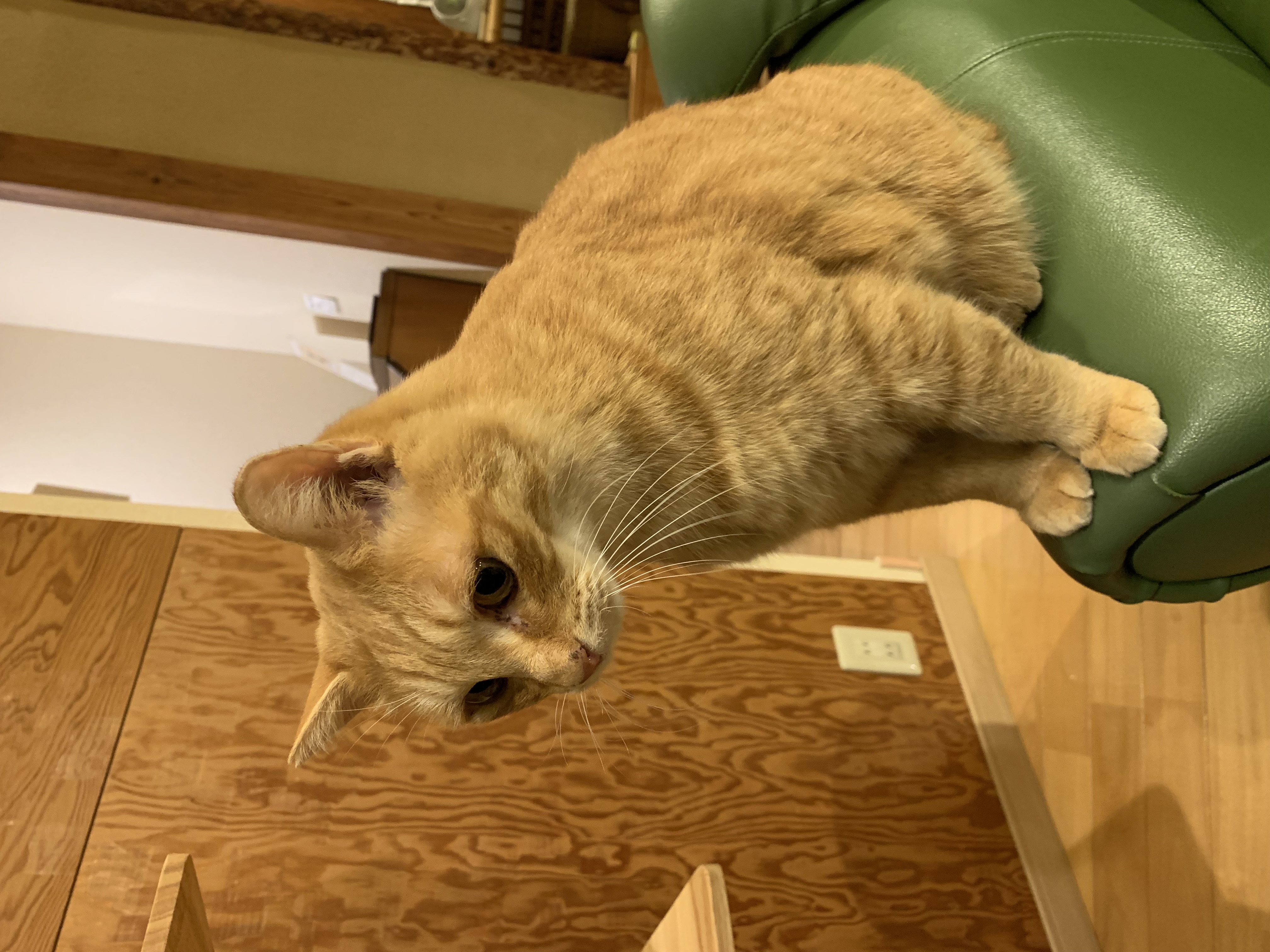 ソファーにて　きいろ