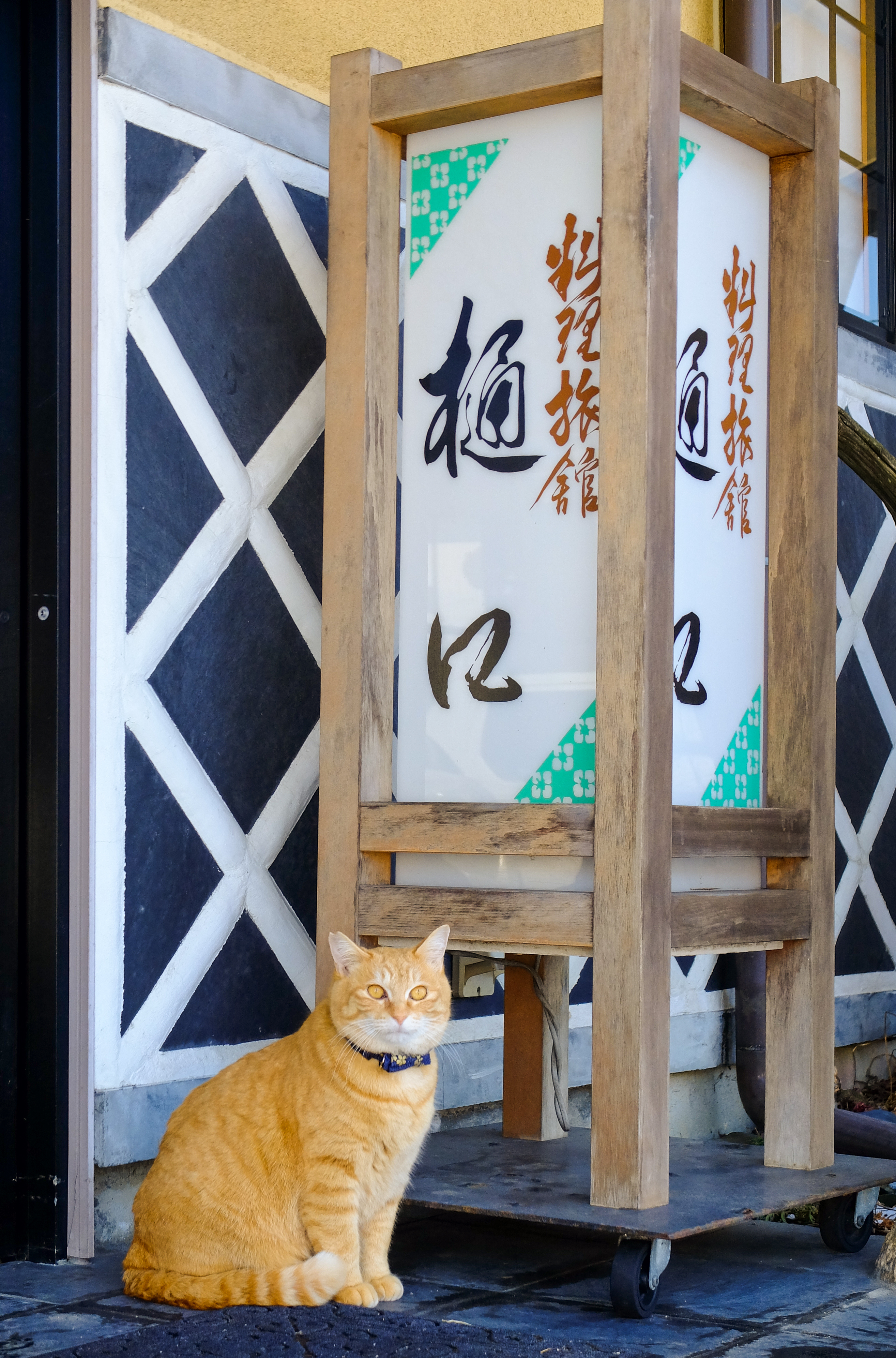 看板猫のお仕事中