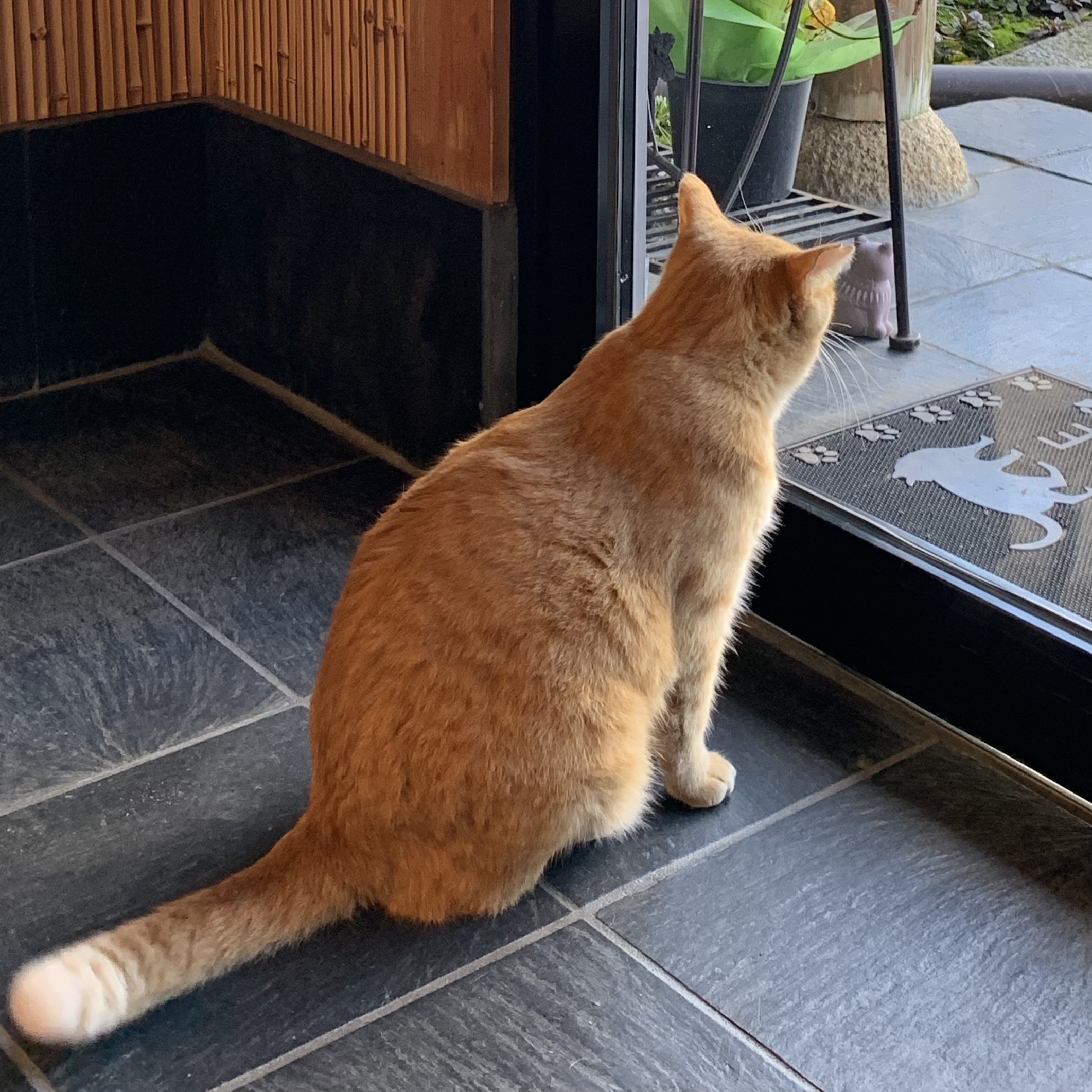 玄関でお見送りする【きいろ】