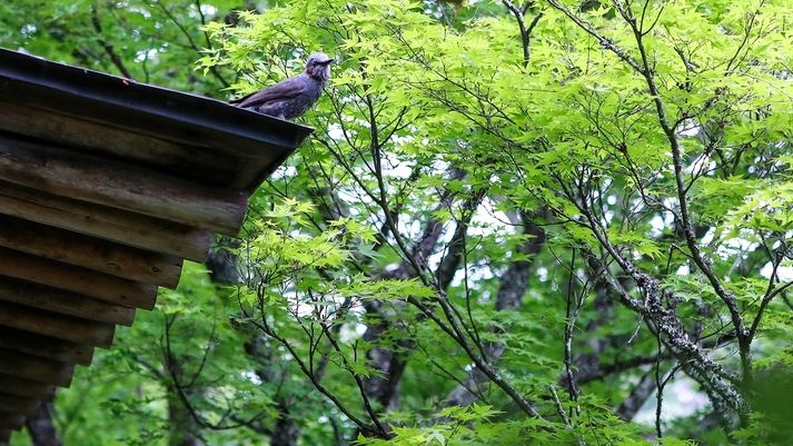 【夕朝食付】峡泉で5連泊｜全8室の静かな隠れ宿。渓谷の景色と創作和食、柔らかな温泉を愉しむ