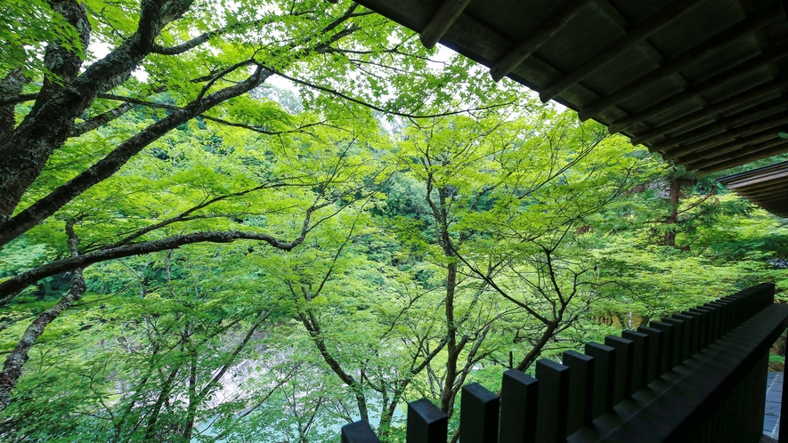 *【新緑】緑生い茂る心地よい季節