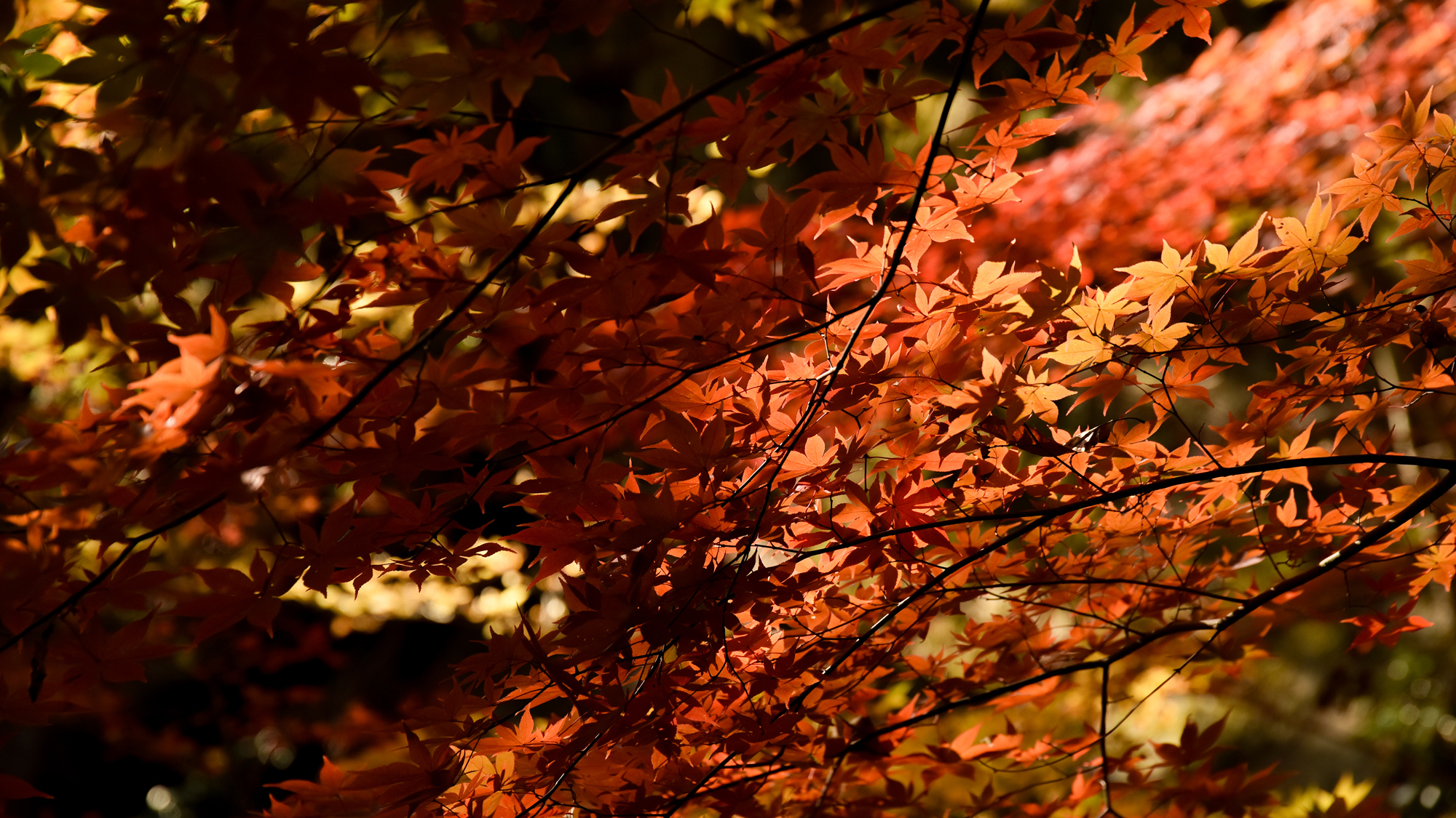 *【紅葉】例年の見ごろは10月下旬～11月上旬